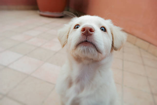 Puppy portrait