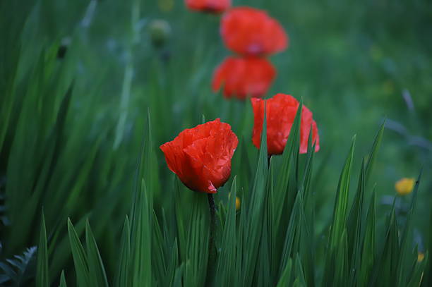 Four red flowers in the wild