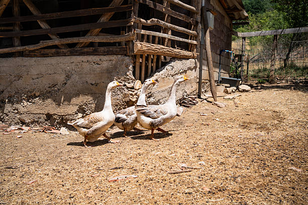 Three geese waddling through the farmyard on a bright, sunny day, enjoying the warm weather near an old rustic barn