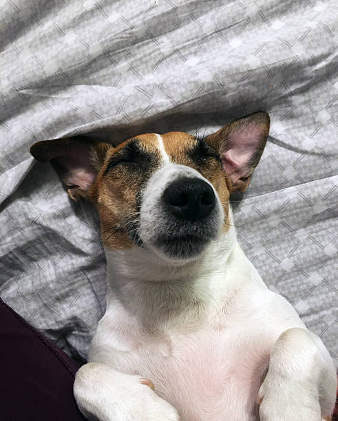 istock Small dog lying on blanket with relaxed posture and soft cozy lighting 2225848517