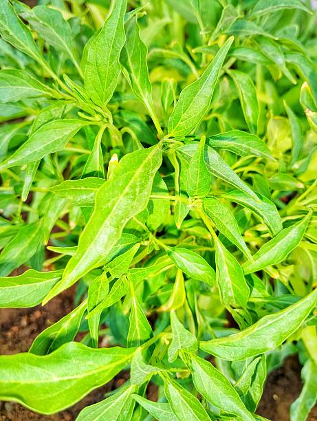 istock Young Chili Plant (Capsicum annum) Leaves. 2225848944
