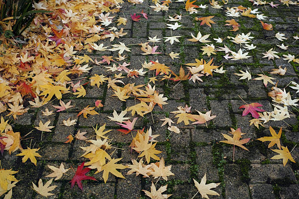 Sweet Gum Tree leaves (Liquidambar styraciflua)