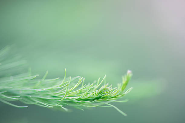 Vibrant green pine needles create a soothing natural background, highlighting the delicate beauty of new growth in the spring season with a soft focus effect