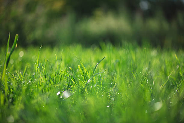 istock Lush green grass thrives in the sunlight, creating a vibrant and refreshing scene with a blurred background of trees and foliage, evoking a sense of tranquility and natural beauty 2225852335