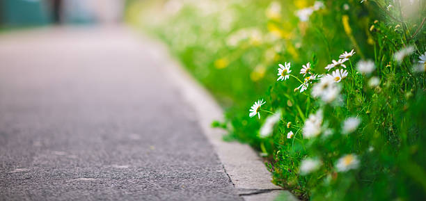 White daisies growing along a paved path enhance the urban landscape, offering a refreshing touch of nature amidst the bustling city