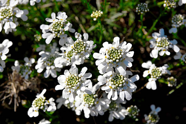 istock Iberis sempervirens, an evergreen perennial herbaceous plant 2225854993