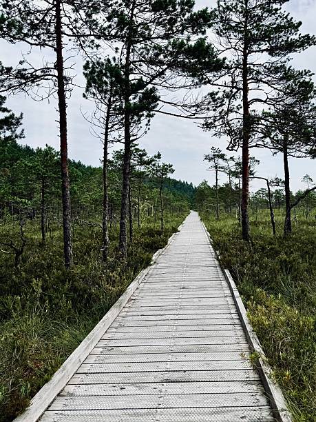 istock Soomaa National Park, boardwalk to the beautiful bog 2225855331