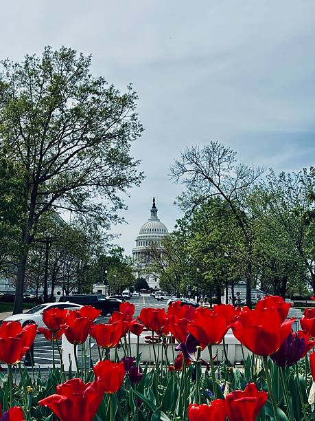 istock The US Capitol with Spring flowers 2225855363