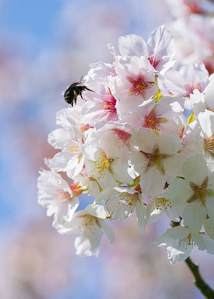 istock Bee Pollinating Cherry Blossoms in Spring Sunshine 2225856608