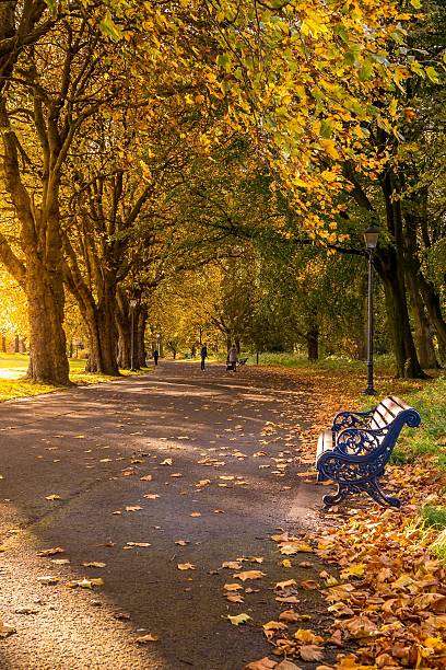 istock Peaceful Autumn Path in Golden Park 2225856637