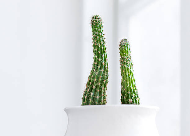 Cactus grows in a stylish white pot on the windowsill, indoor cactus plant