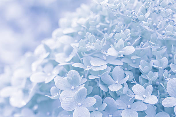 Hydrangea flower, Hydrangea macrophylla, isolated on white background, with clipping path
