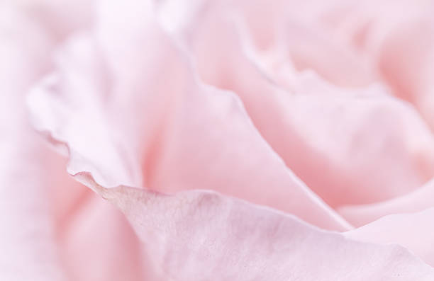 istock Pink pale rose flower petals, soft focus. Macro flowers backdrop 2225860357