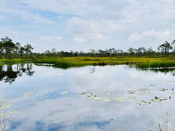 istock small Lake in the Soomaa National Park 2225860868