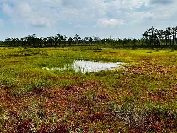 Small Lake and Riisa study trail in the Soomaa National Park near Pärnu