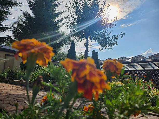 My Garden, Żagań, Poland