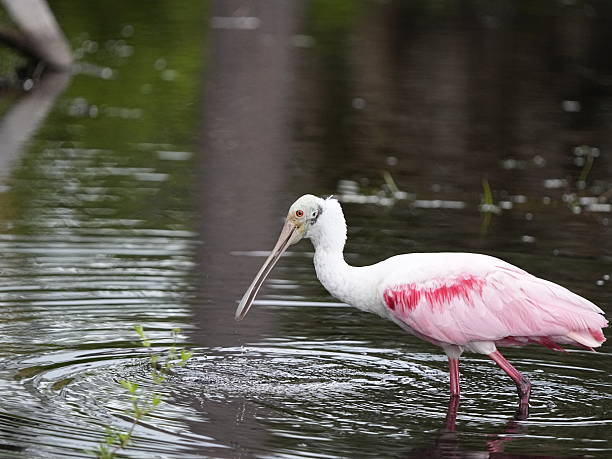 istock Florida Roseate Spoonbill in the marshlands 2225863938