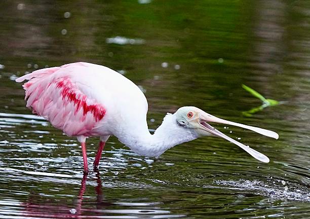 A Roseate Spoonbill long-legged wading Florida bird with a spoon bill