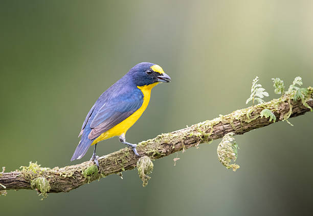 Colourful Yellow-throated Euphonia photographed while perching on mossy branch in the rainforest of Boca Tapada, Costa Rica.