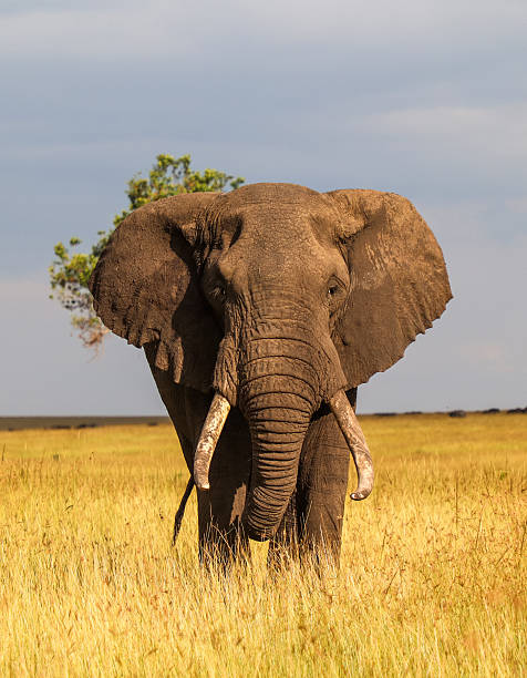 istock Large african elephant walking in the savannah during daytime 2225864906