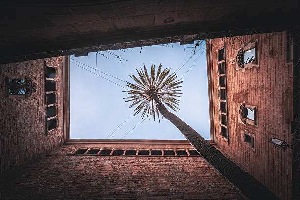 Barcelona's Skyward Palm Embrace