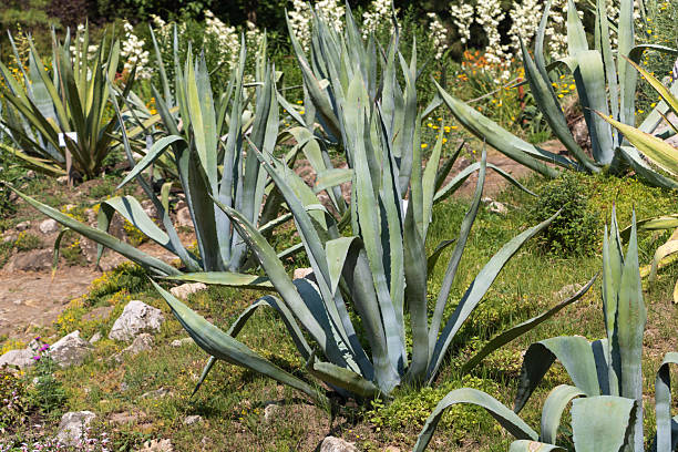 istock Agave Plants in a Rocky Mediterranean Garden Landscape 2225871221