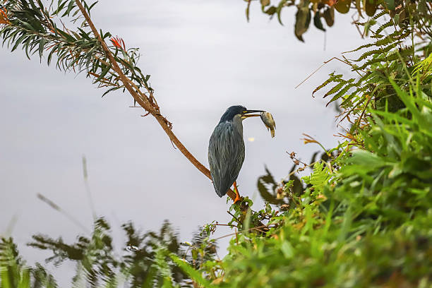 A striated heron (little heron) with dark plumage is perched on a branch over the water, holding a fish in its beak, with vegetation and reflections in the surrounding water.