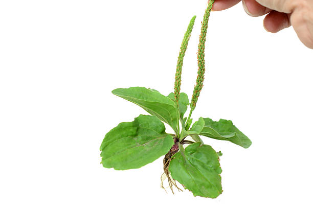 istock Holding plant of plantain (lanceolata) isolate white 2225875225