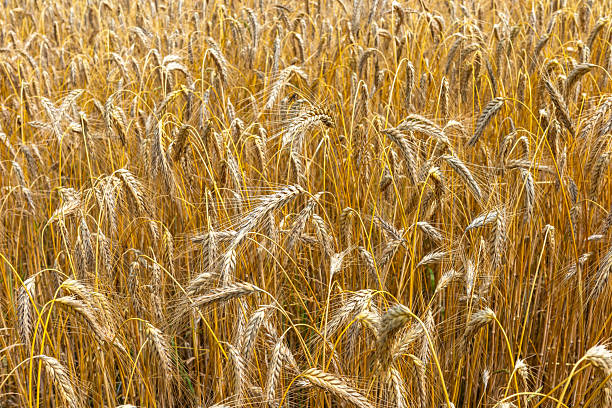 istock Golden triticale ears. Grains ready for harvest. 2225875627