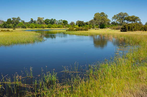 istock Selinda Spillway in the Okavango Delta, Botswana 2225876591