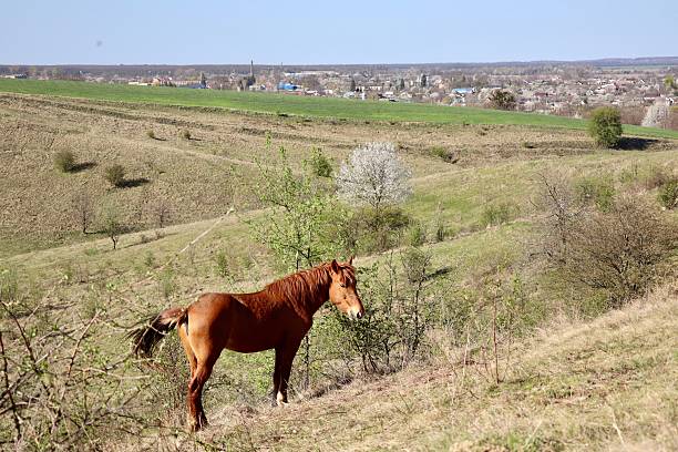 A horse standing under the bright sun in a rural field surrounded by a lush, forested landscape. The tranquil setting complements the rustic charm of the horse and the scenic outdoors.