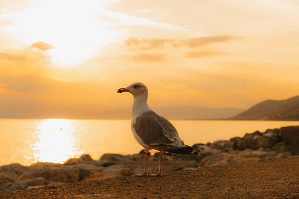 istock Seagull by the sea at sunset 2225878851