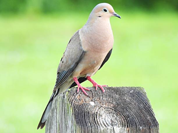 istock Mourning Dove (Zenaida macroura) - resting on a wood post 2225885046
