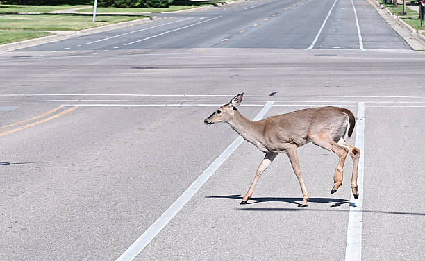 istock Deer Crossing the Street 2225887292