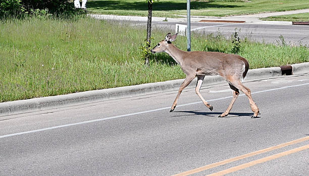 istock Deer Crossing the Street 2225887295