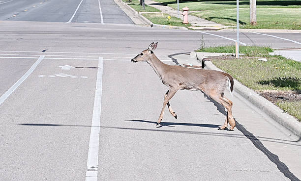 istock Deer Crossing the Street 2225887303