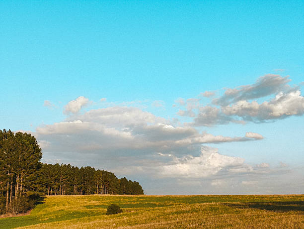 Serene landscape with blue sky and pine tree line at the sunset. Beautiful rural scene in the south in the winter.