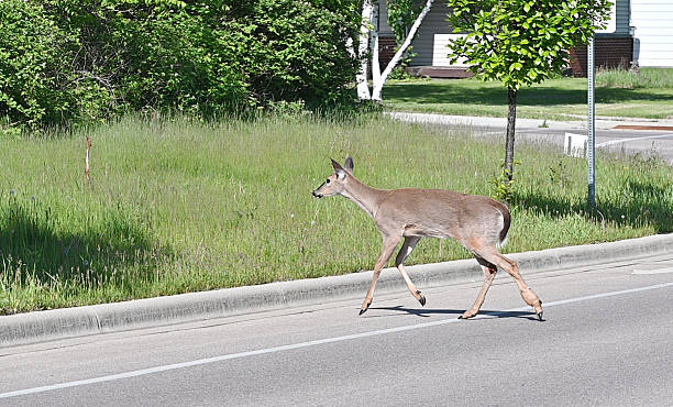 istock Deer Crossing Street 2225887314