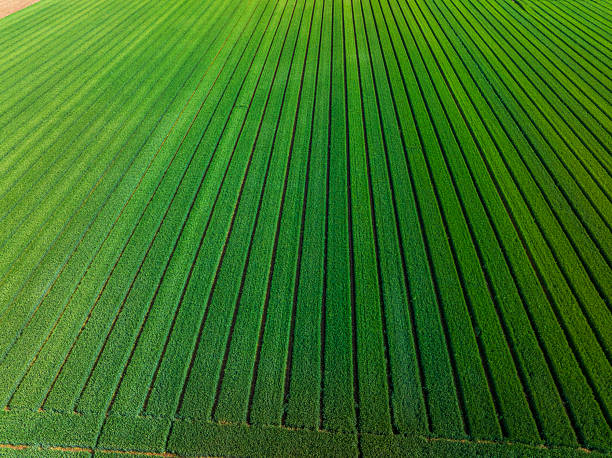 istock The wheat fields are under the blue sky and white clouds 2225887360
