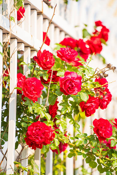 istock In the summer, rose is blooming 2225887564