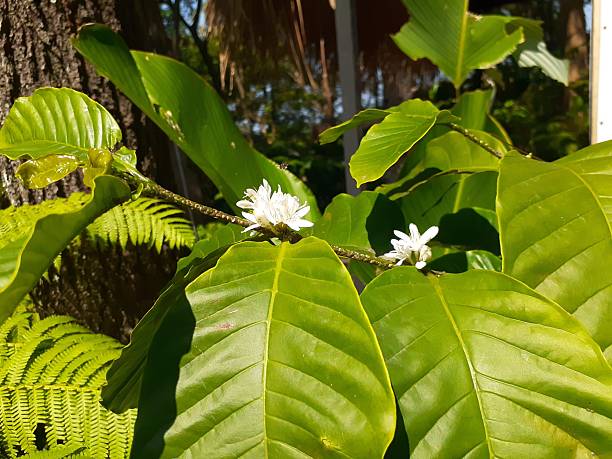 istock White flowers of coffee plants 2225887785