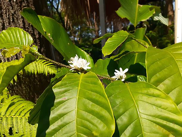 istock White flowers of coffee plants 2225887841