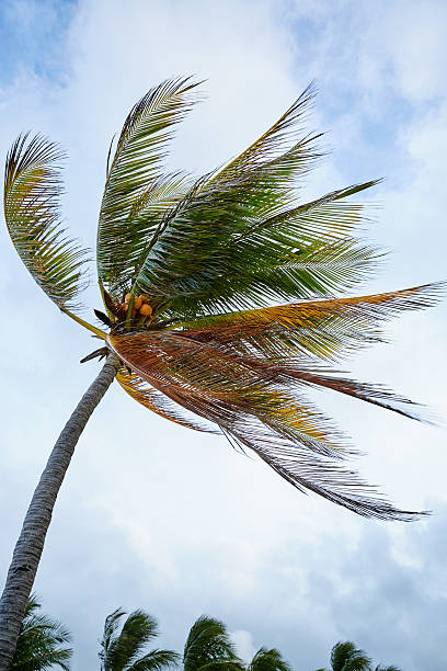 istock Brown and Green Palm Tree with Coconuts Blowing in the Breeze 2225888023