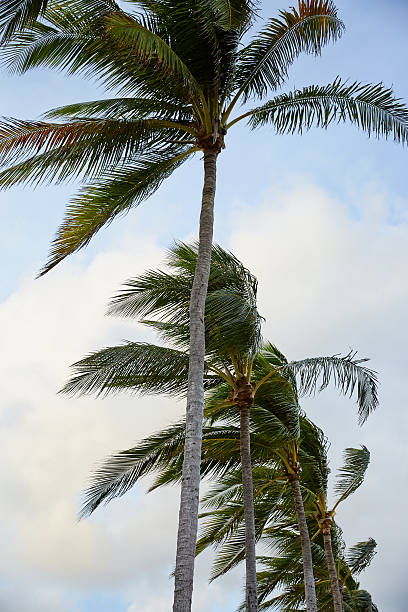 istock Row of Palm Trees on the Beach, Vertical View 2225888040