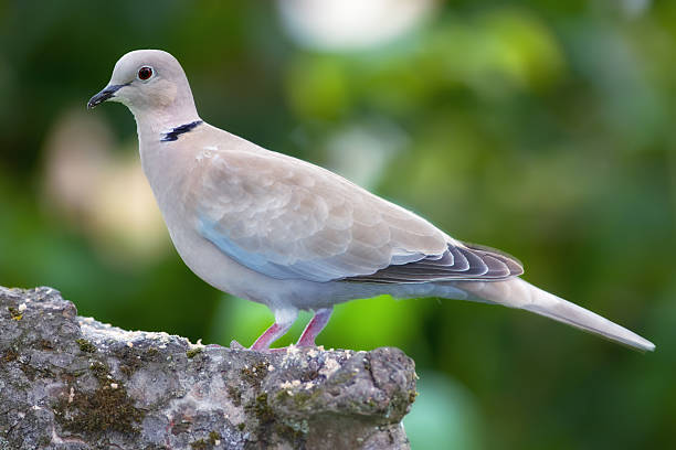 Focusing a close-up view of a Eurasian collared dove (Streptopelia decaocto) positioned atop a moss-covered stone in a lush natural setting. The bird's plumage and surroundings exhibit a serene atmosphere.