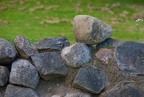 A detailed view of a stone wall in a verdant Danish countryside setting, featuring rustic stones enhanced by the presence of floral details like Achillea millefolium. A depiction of natural and cultural harmony.