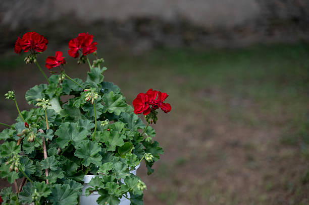 Bright red geraniums bloom vividly from a white flowerpot, set against a blurred grassy background. The rich green leaves and deep red petals create a striking contrast, evoking a fresh, vibrant garden feel.