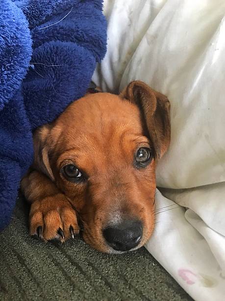 istock Puppy dog eyes 2225890590