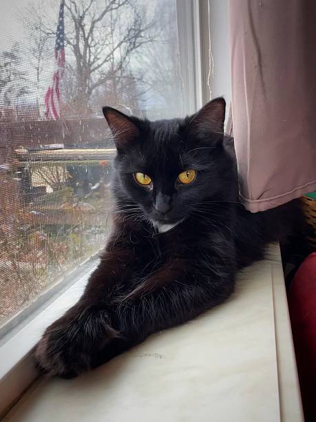 istock Black cat lounging on windowsill 2225891187