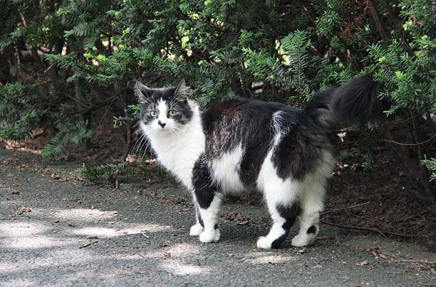 istock Black and white cat posing in front of a bush 2225891384